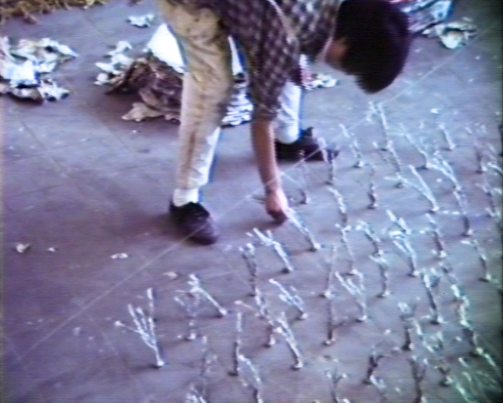 Ha Cha Youn, 'Reis pflanzen', Installation, 1988